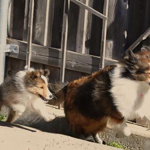 Bella and Dodger