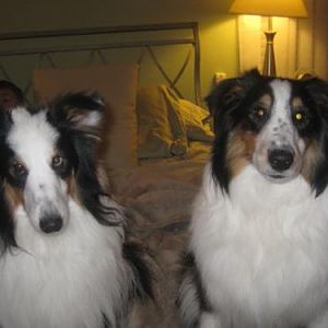 Pal and Maverick's First Christmas 2010