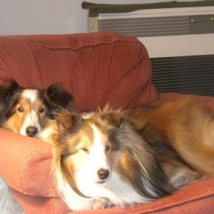 Our THREE pups!  Lucy makes #3!