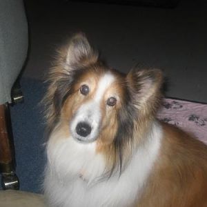 Daisy's first day at home