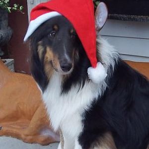 Puppy pictures