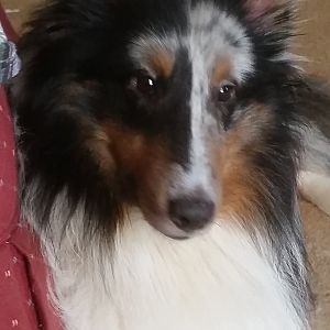Our sheltie friends