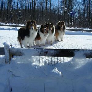 Layla, Bits, Annie Laurie and Beckon