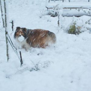 Winter Shadow