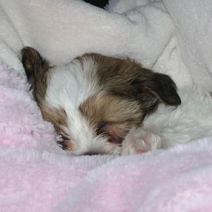 Kenzie...Shih/Poo crazy buddy of Pyper and Lexi