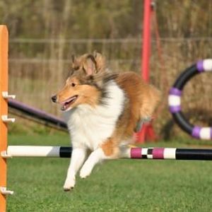 Agility photoshoot