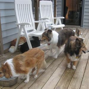 Sheltie Heaven on Earth - Memorial Day Weekend 2012