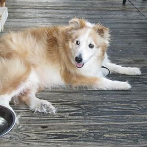 Zippy heartworm FREE