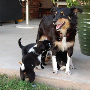 Rescued Momma and pups