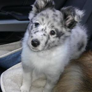 Sophia 8 weeks old