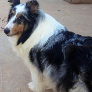 Our Shelties