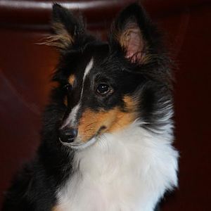 Buddy's Photos