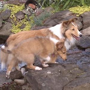 Kimberly's Shelties