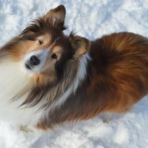 R.I.P Angel