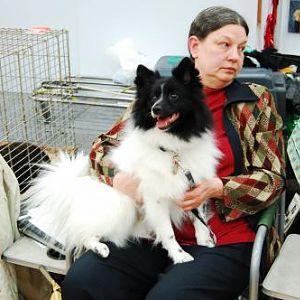 Detroit Kennel Club Show 2013