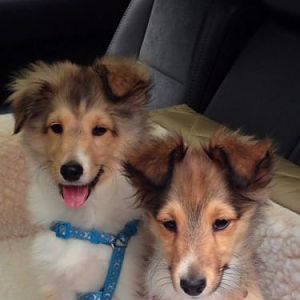 puppies first day home 2014