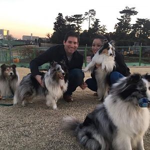 Japaneeeeze Shelties