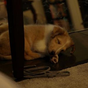Max's 1st weekend home