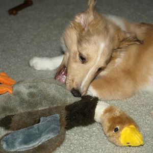 Max duck