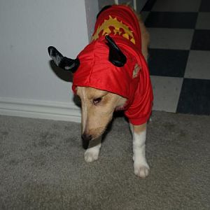 My little Devil
