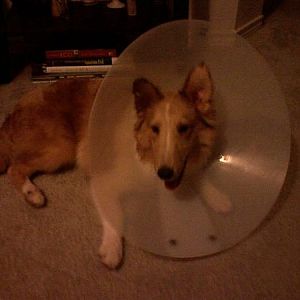 My little Direct TV Dish.