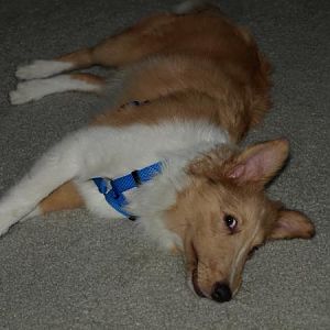 I'm tuckered
