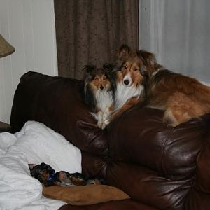 dogs 0811 copy 1
