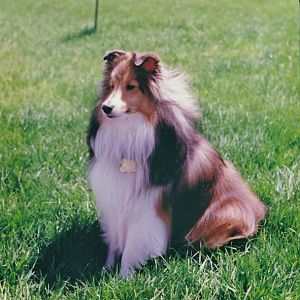 Timber at 4 or 5 years