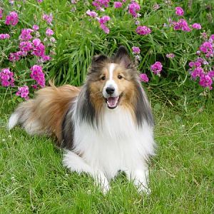 Beautiful Trevor.  The Sheltie that inspired Sheltie Nation & the Sheltie Forums.