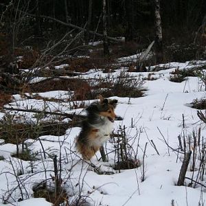 another action shot of Squirto the 7lb mini-sheltie