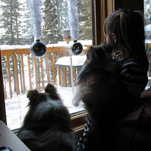 looking at da birdies