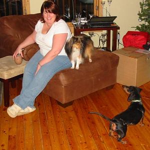 Dachshunds + Shelties
