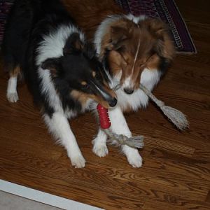 Synchorized tug-of-war!   Note the fine alignment of each of their front left legs!   We are working on alighing their heads a little more elegantly g