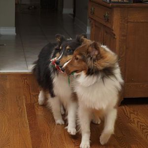Toy stealing!