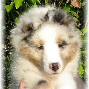 blueboypics 031