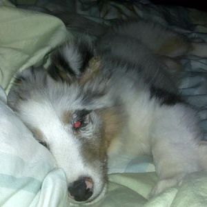 A tired Darcy (2)