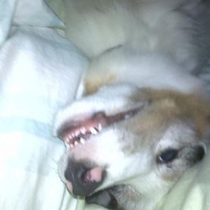 Dr Jaws