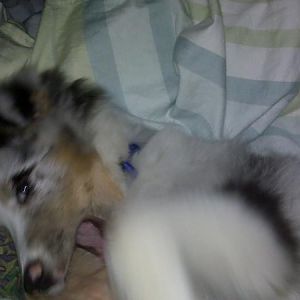 jaws attacks Daddy