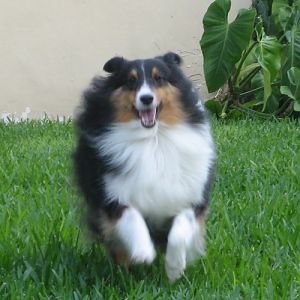 The Sheltie Smile!