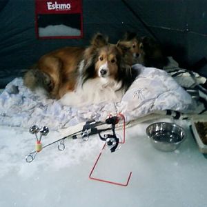 icedogs1