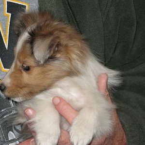 Ellie's profile at 8 and a half weeks
