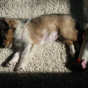 Snoozing in the sun