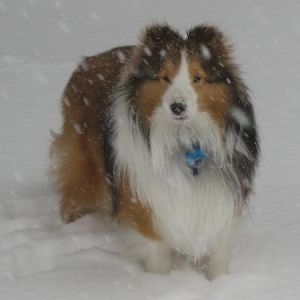 Joey loves the snow!