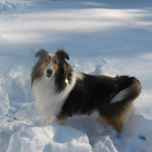 Bailey pausing for a pose...