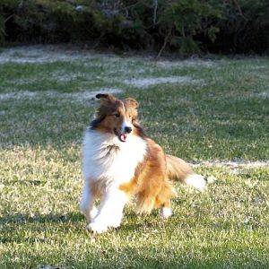 Bacca on the Move!