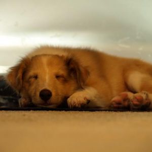Sleepy Max Front