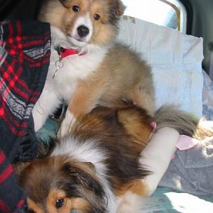 Boston ( as a pup) & Squirto