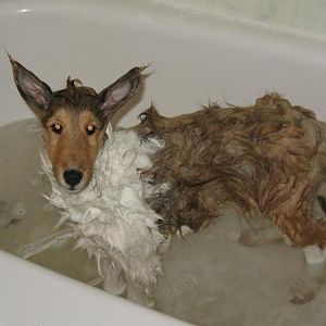 Don't feel too sorry for her, Sadie was a DIRTY pup!  Just look at that water!