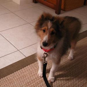 This is the day after I brought her home -15 wks
