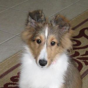 This was when I was still trying to glue her ears down - 19 weeks
